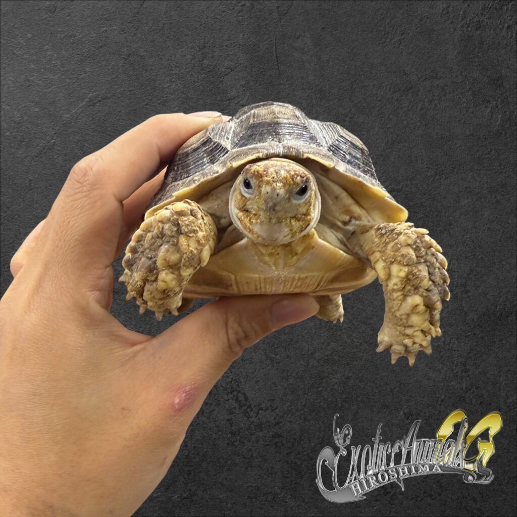 ケヅメリクガメ