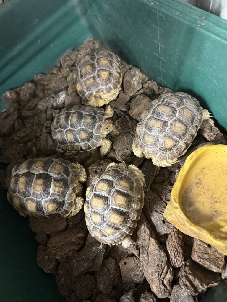 ケヅメリクガメ