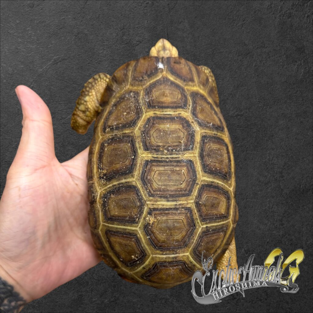 ニシベルセオレガメ 