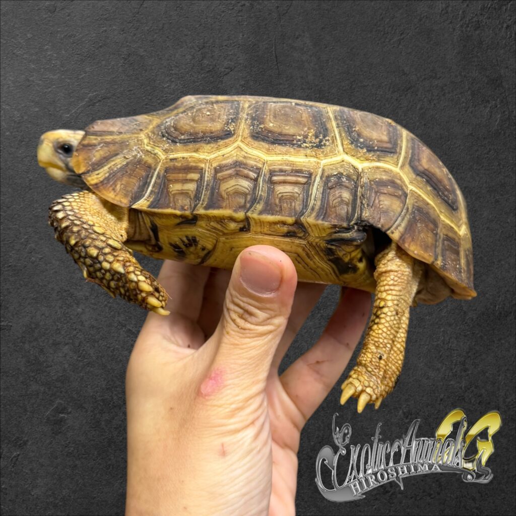 ニシベルセオレガメ