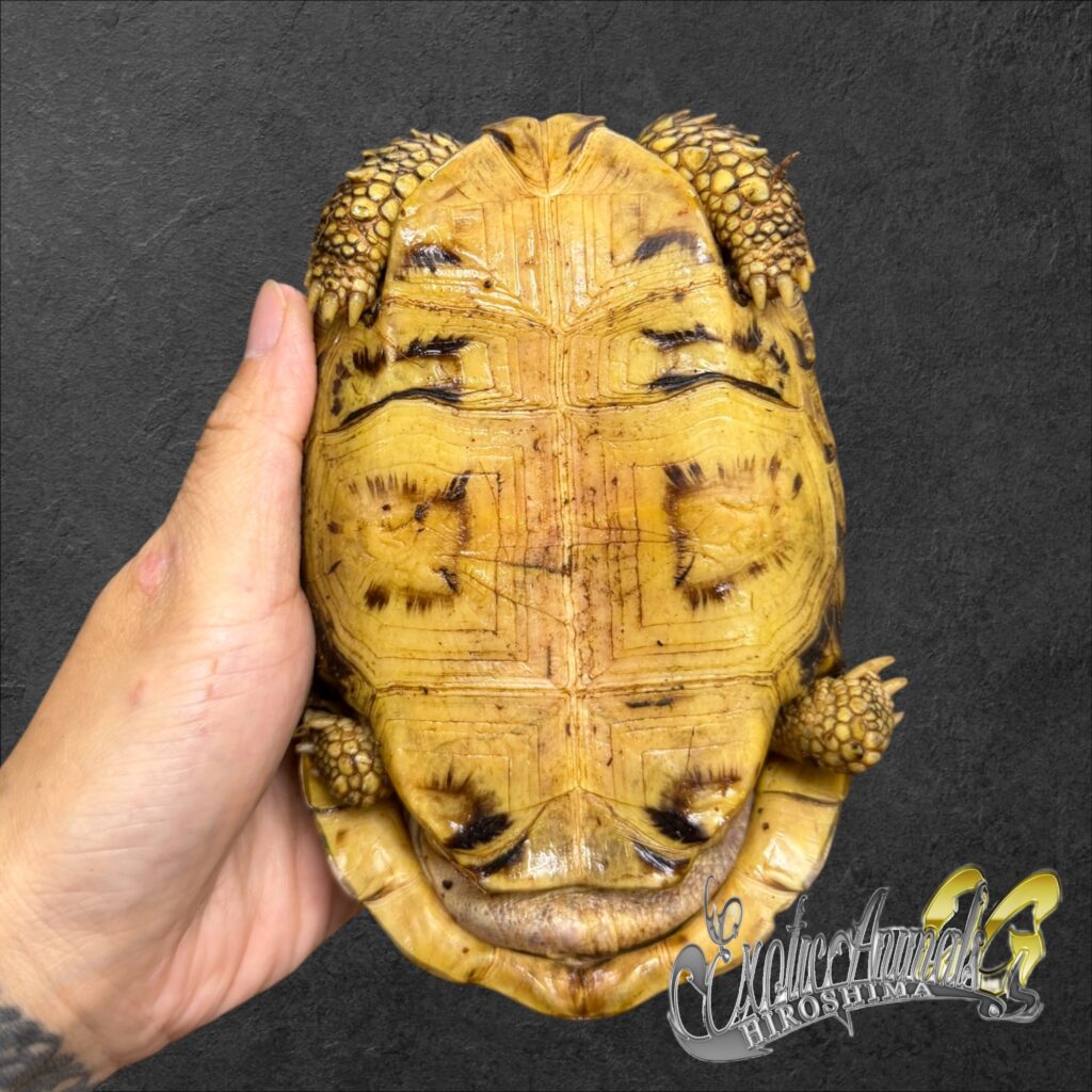 ニシベルセオレガメ