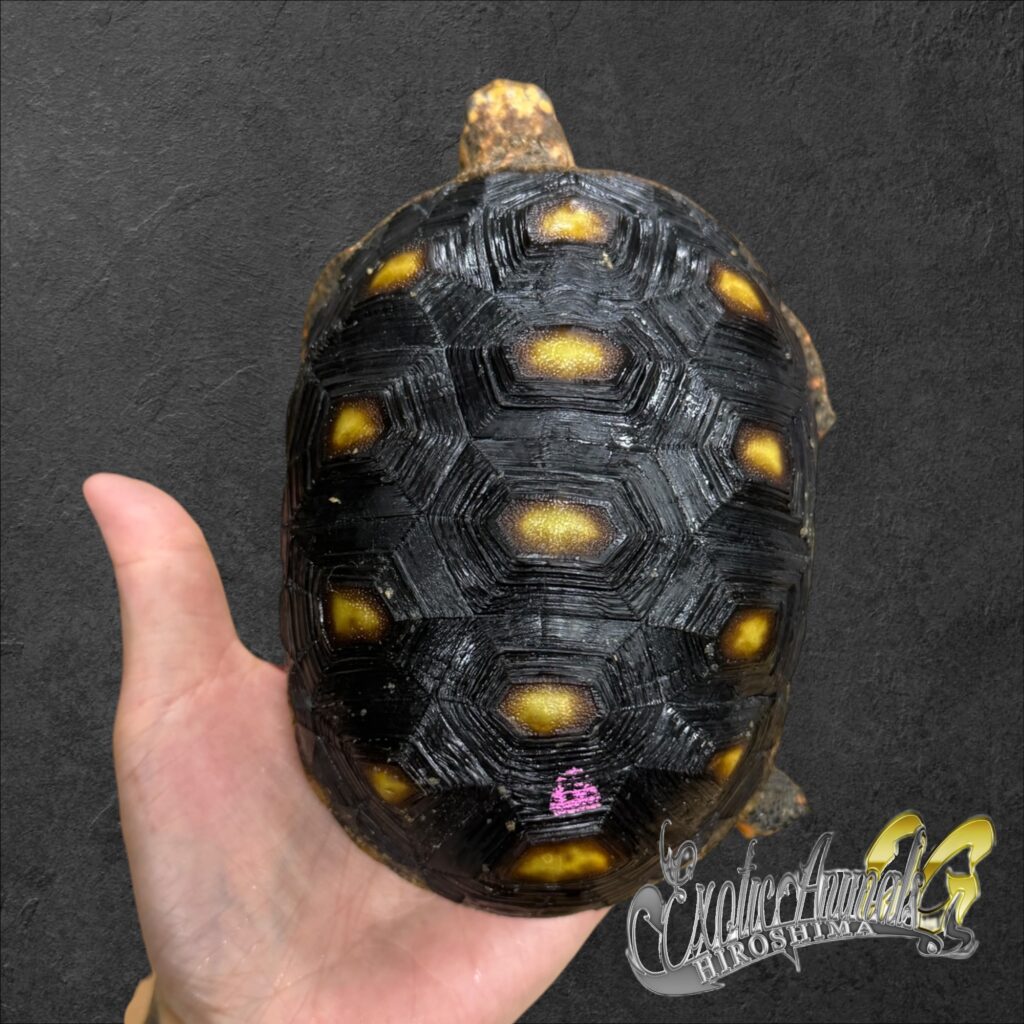 アカアシガメ 