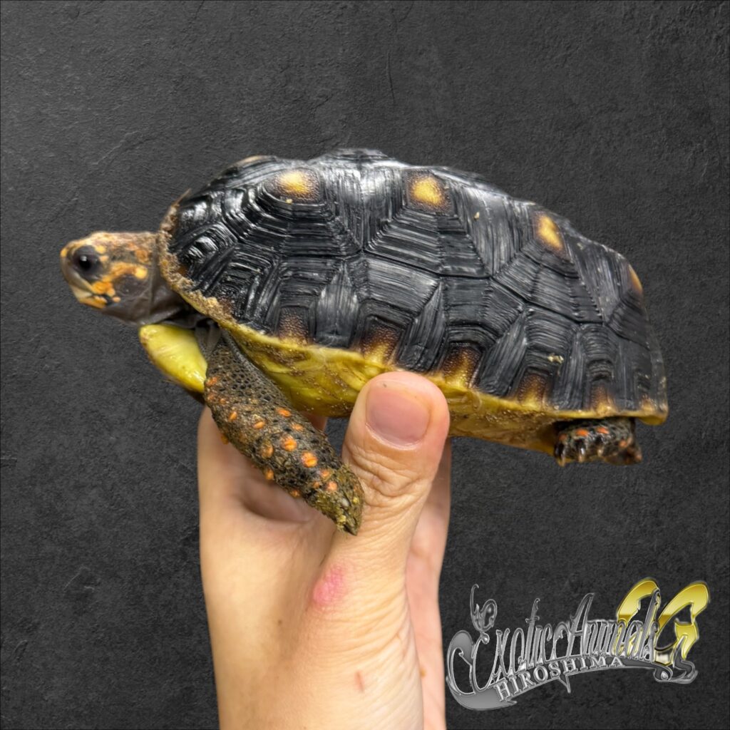 アカアシガメ