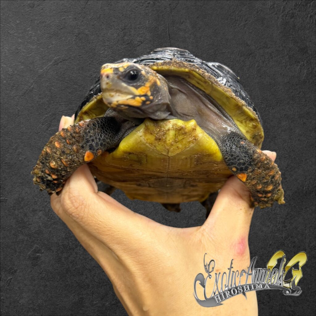 アカアシガメ