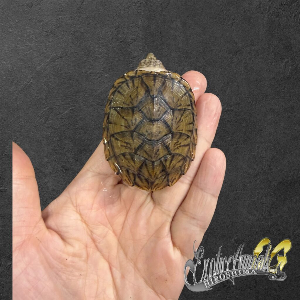 オオアタマヒメニオイガメ 