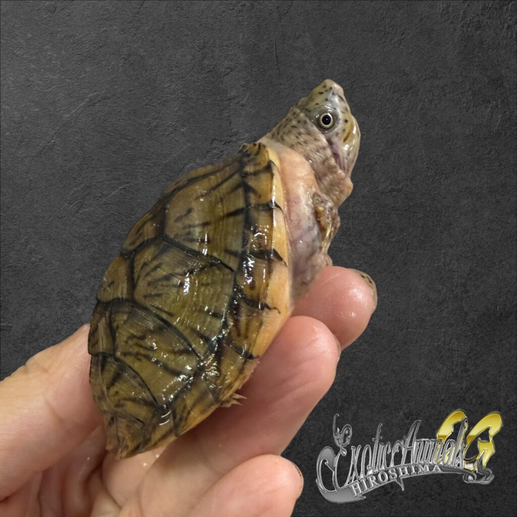 オオアタマヒメニオイガメ