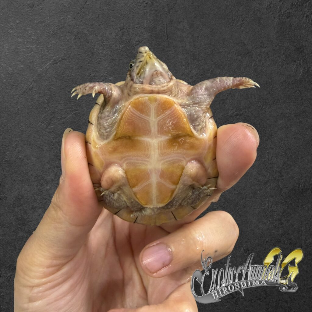 オオアタマヒメニオイガメ