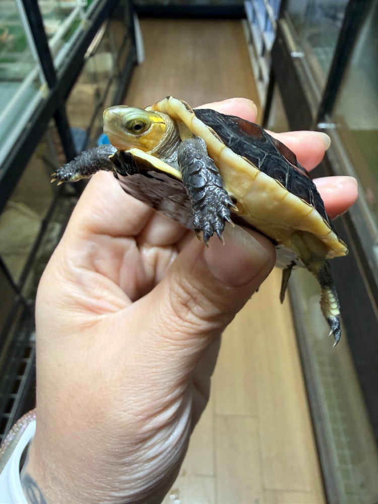 チュウゴクセマルハコガメ 