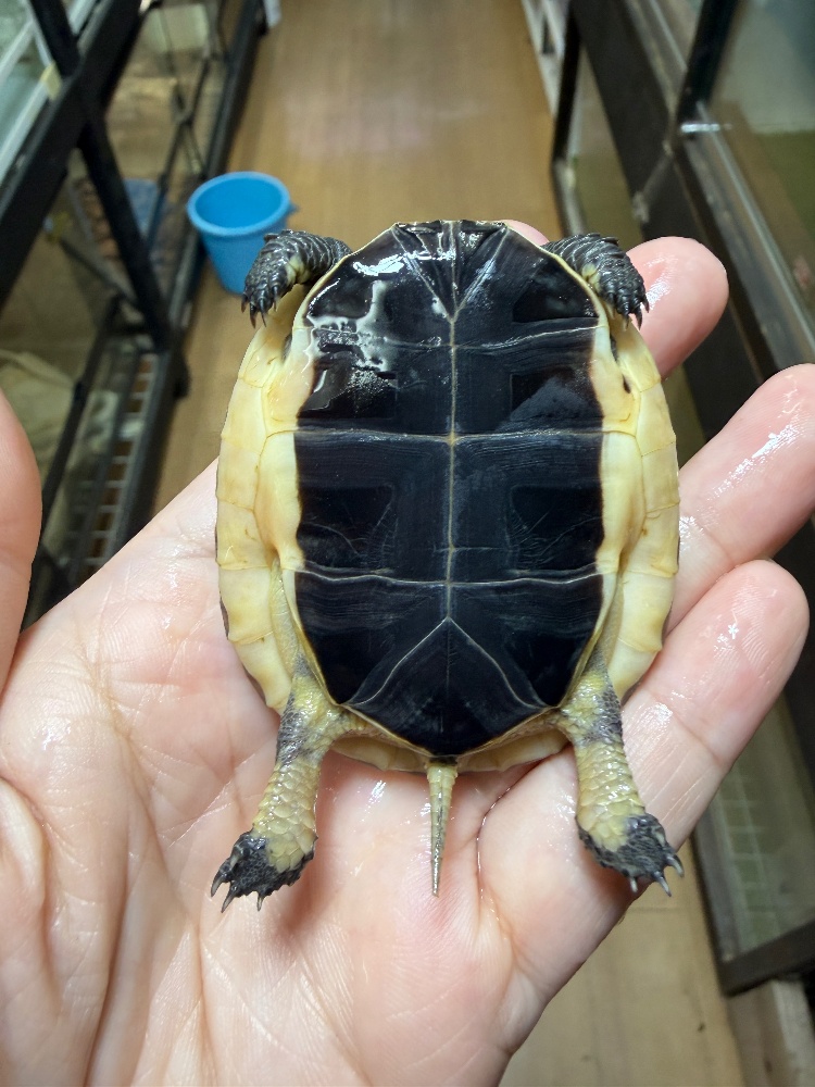 チュウゴクセマルハコガメ