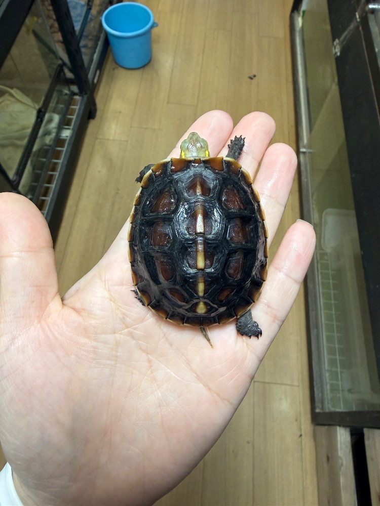 チュウゴクセマルハコガメ