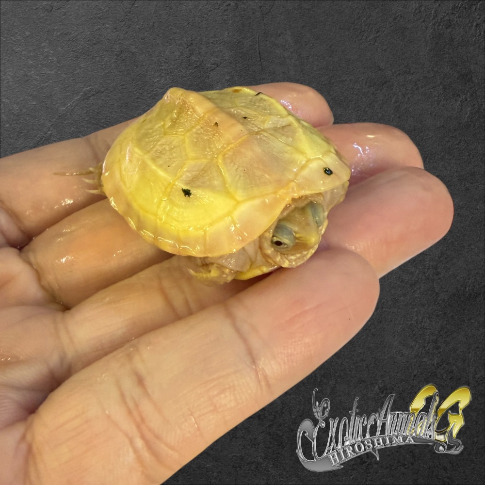 パステルアルビノクサガメ パラドックス