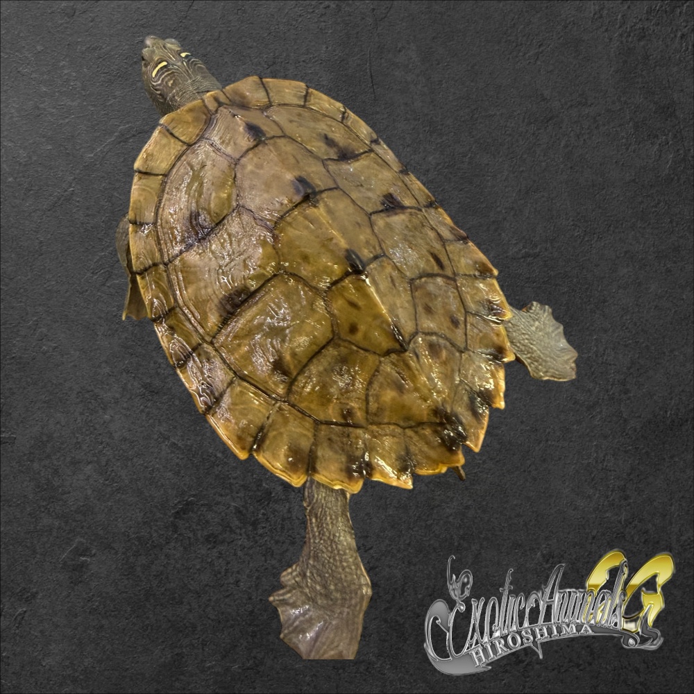 ハイイロチズガメ 