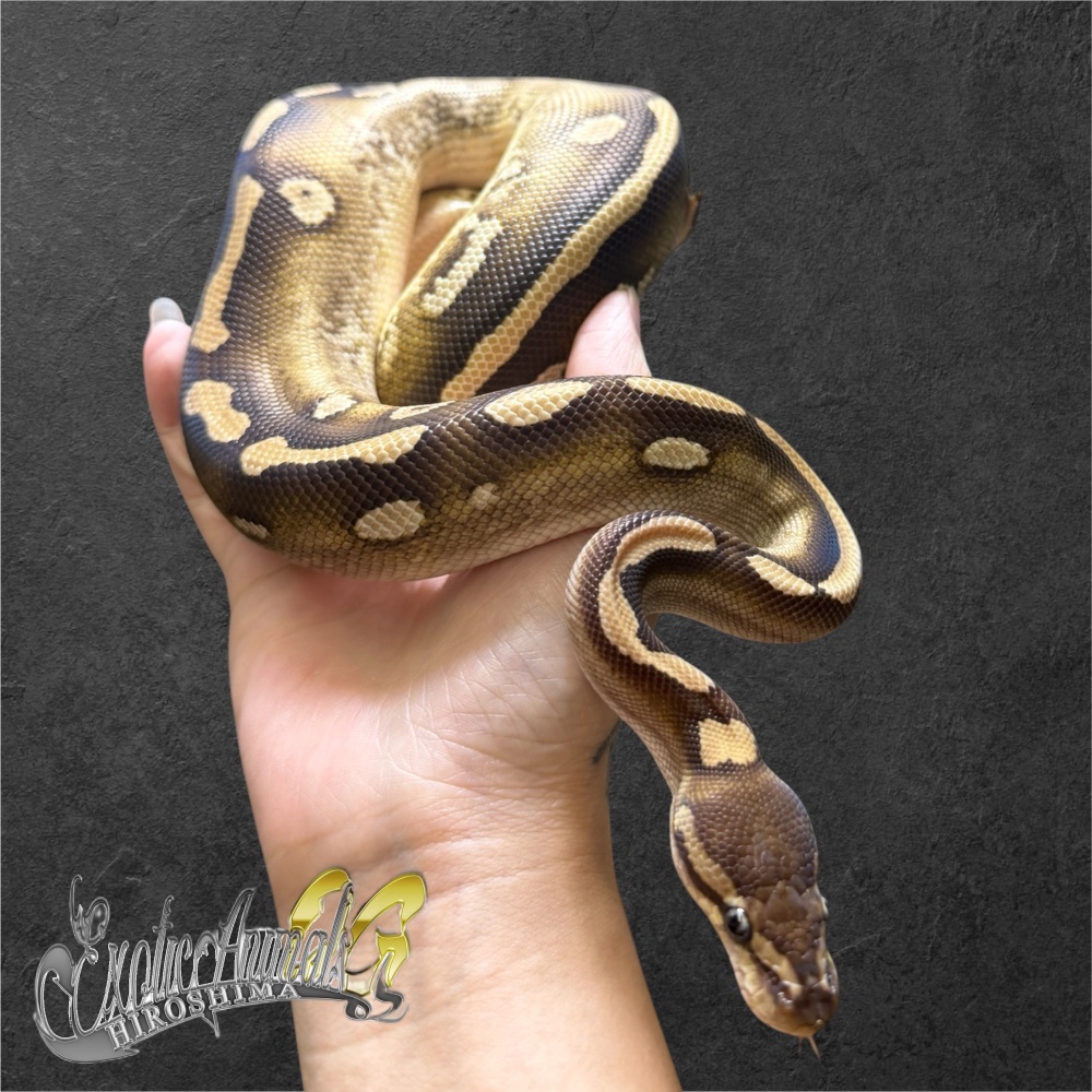 ボールパイソン モハベウーキー50hetｸﾗｳﾝ