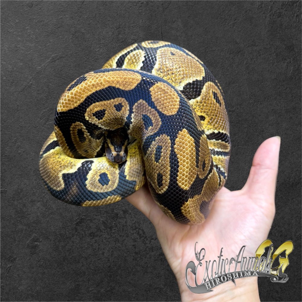 ボールパイソン hetクラウン