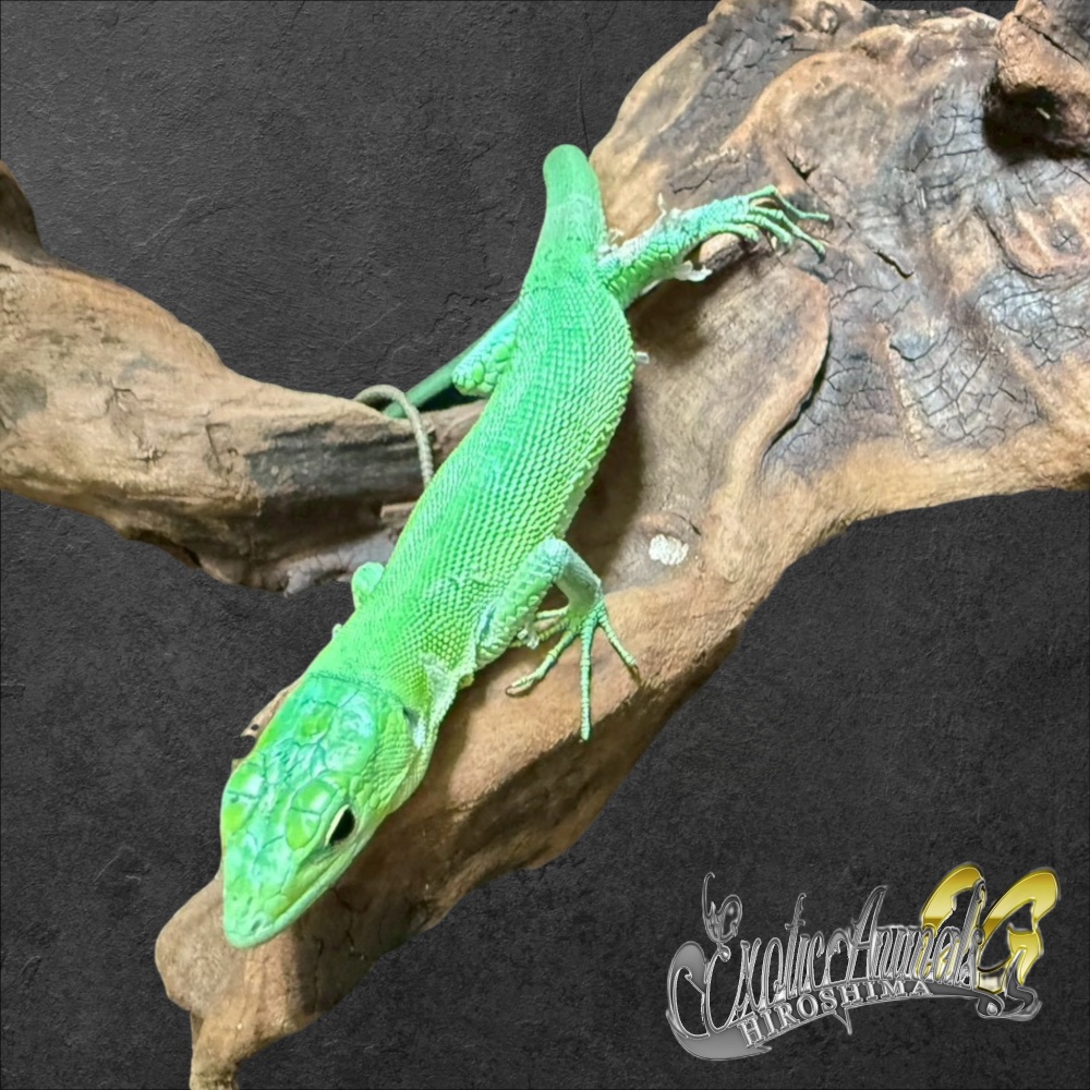 ミドリガストロカナヘビ