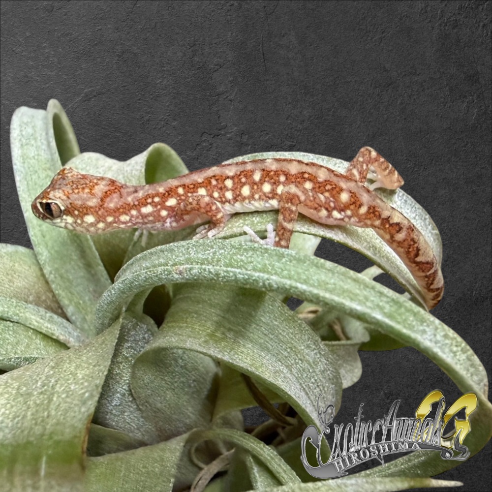 ダマエウムイシヤモリ 