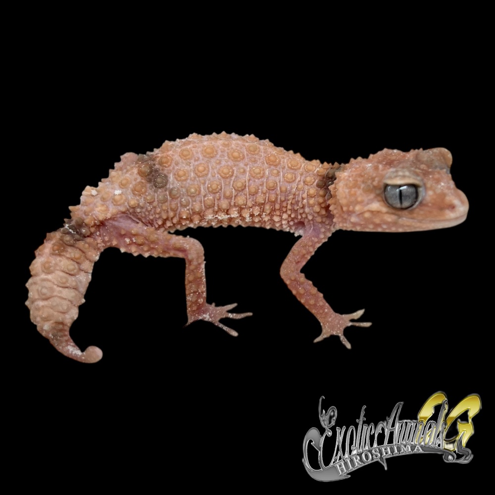 オビタマオヤモリ