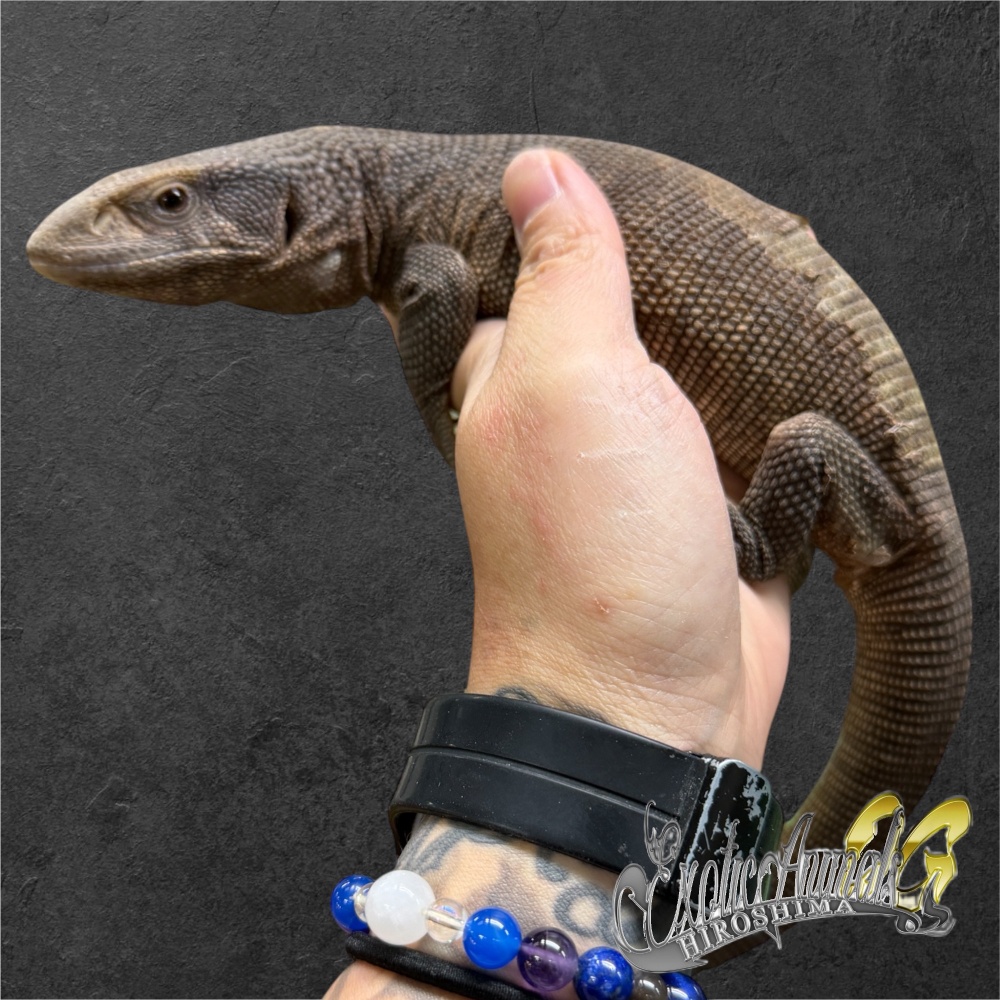 サバンナモニター 