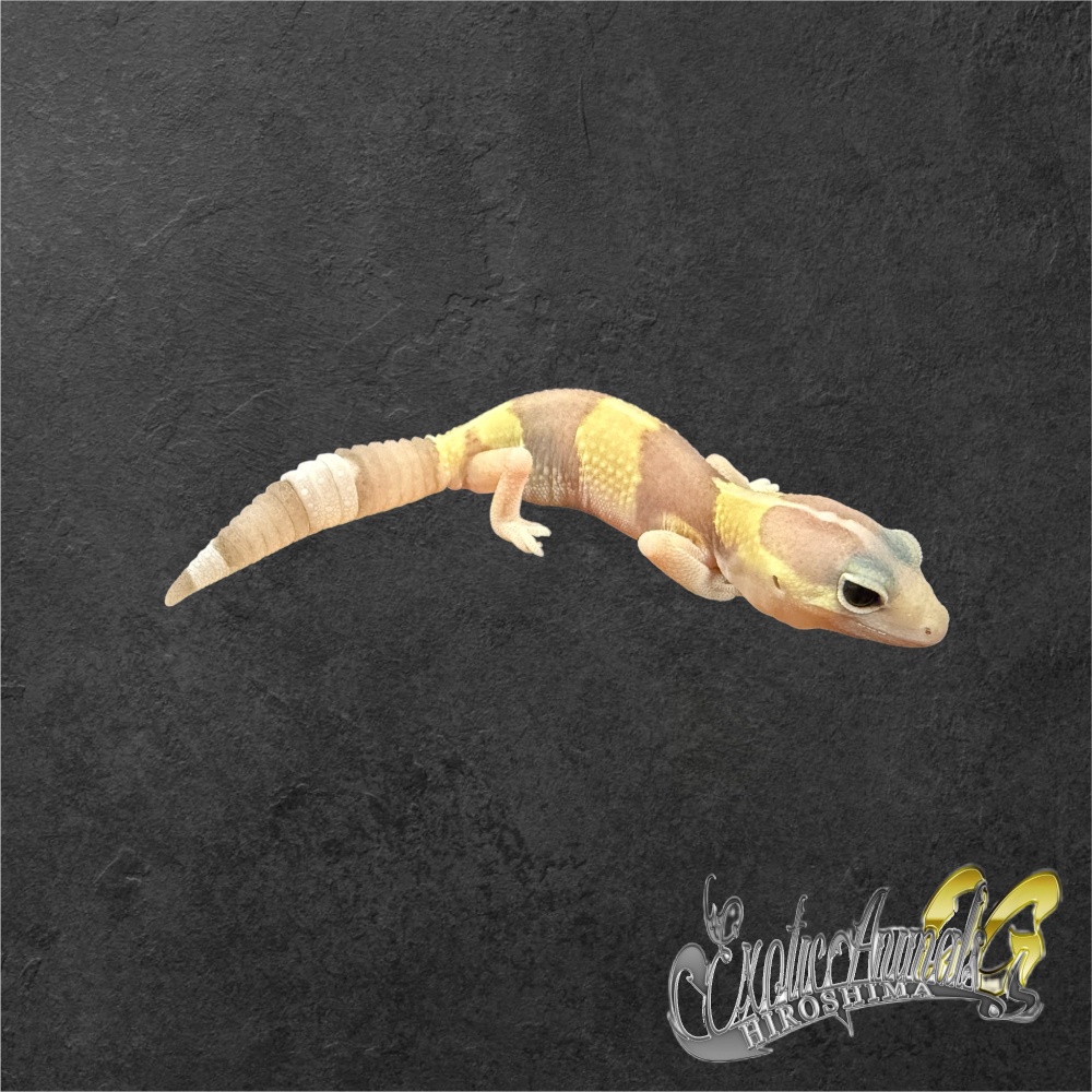 ニシアフリカトカゲモドキ 【2605】アメル