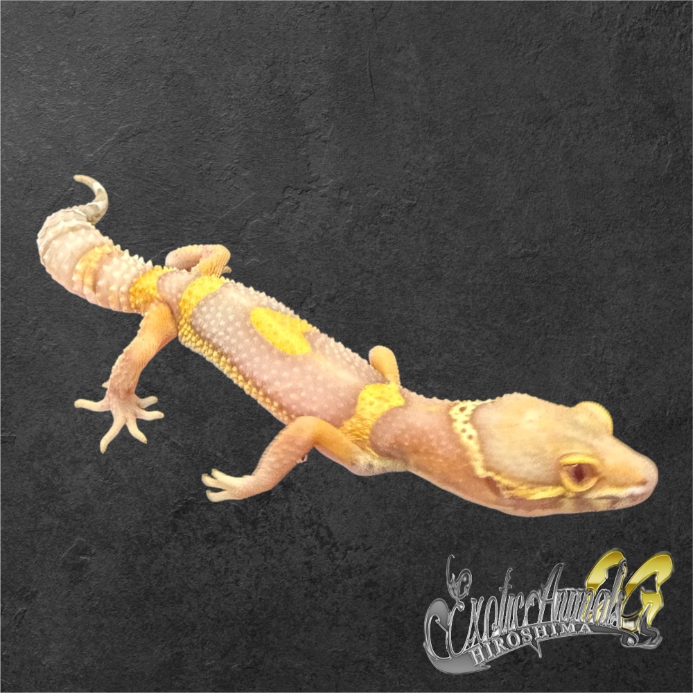 ヒョウモントカゲモドキ 【45】ベルアルビノ