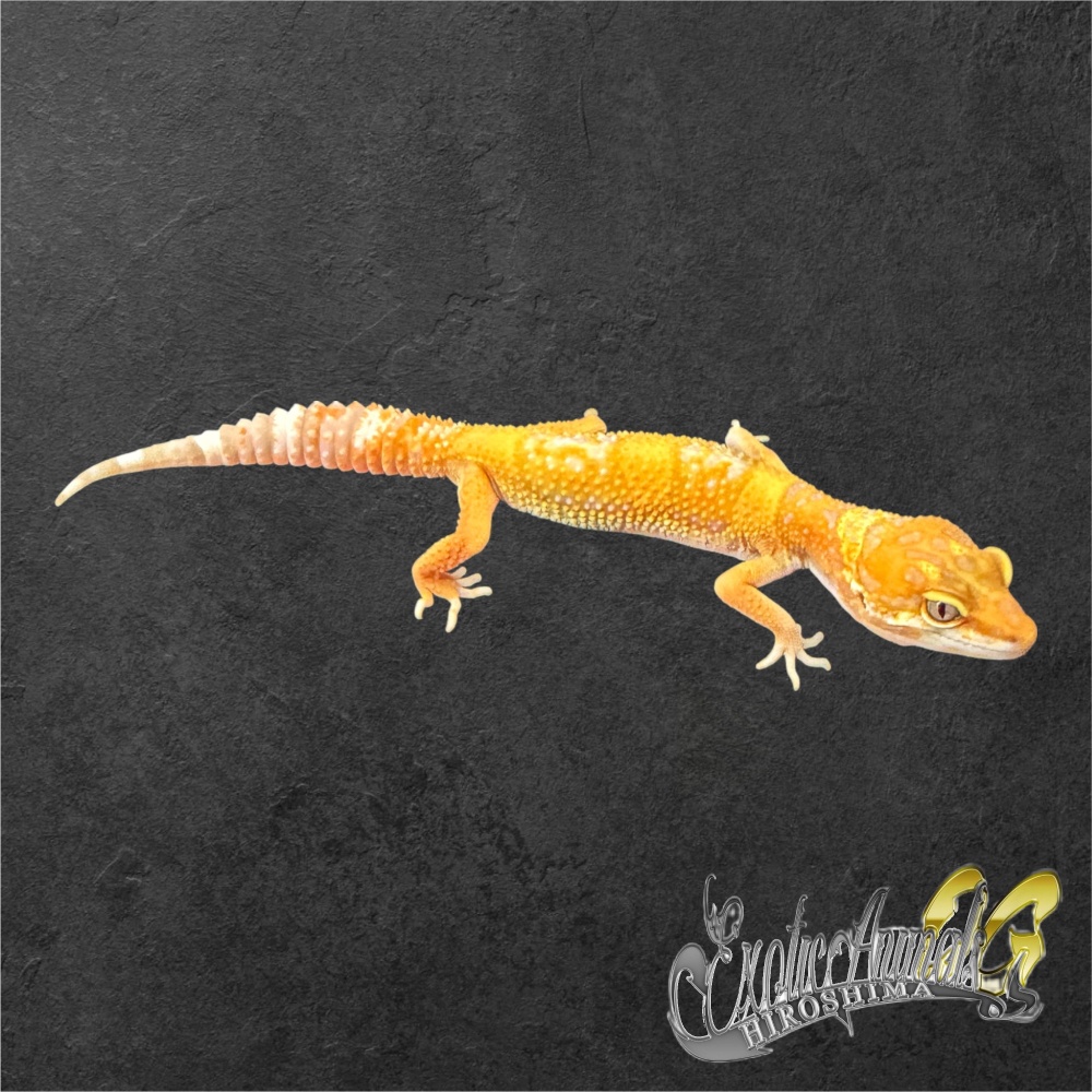 ヒョウモントカゲモドキ 【30】ストーンウォッシュ