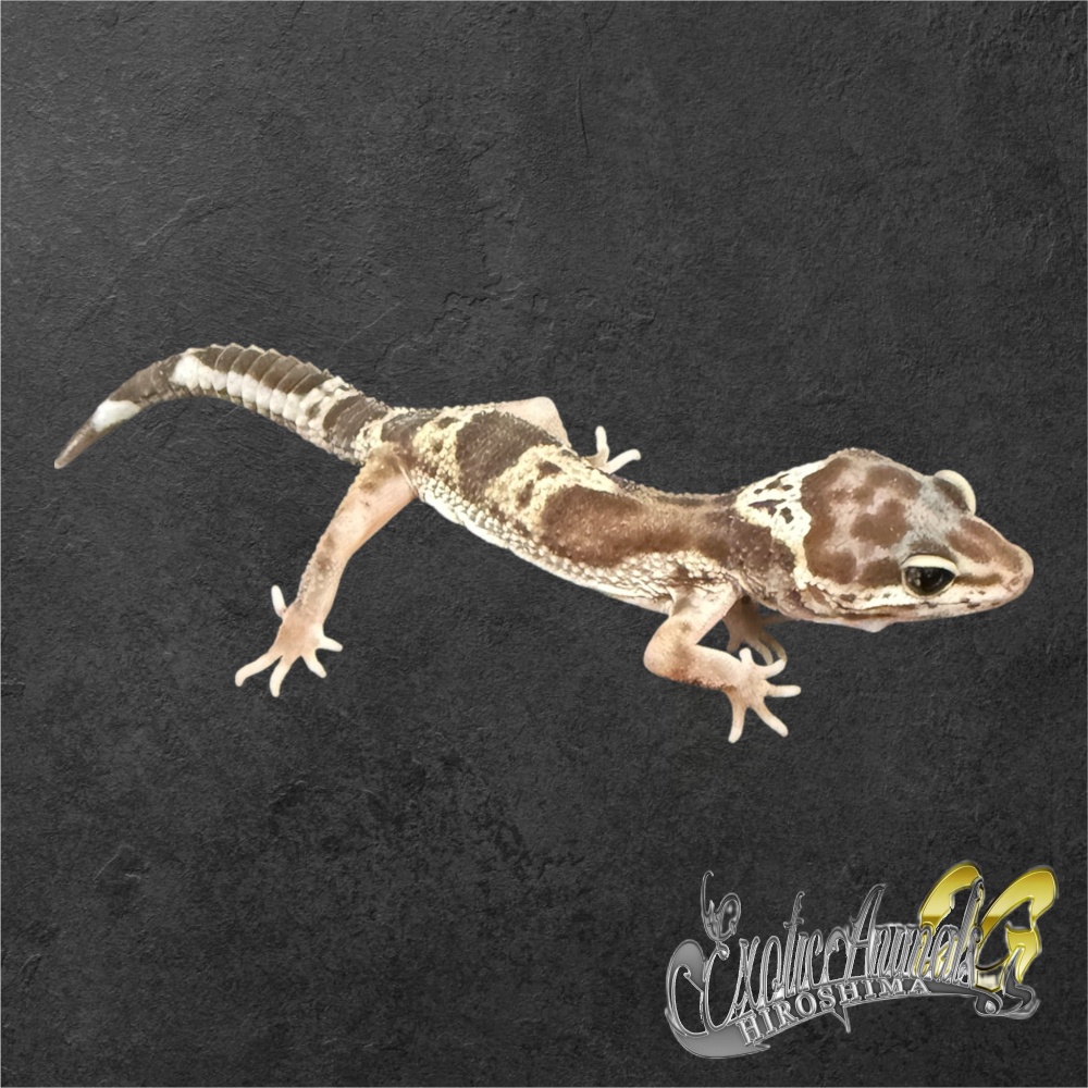 ヒョウモントカゲモドキ 【25J24】スノーBN