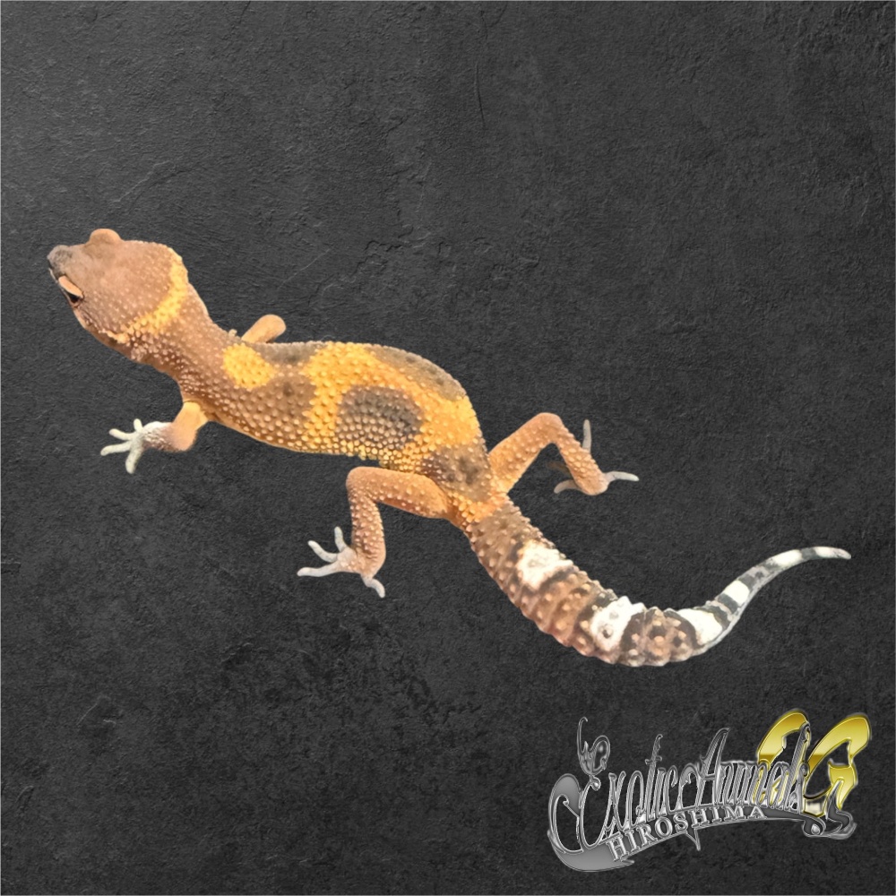 ヒョウモントカゲモドキ 【69】タンジェリン