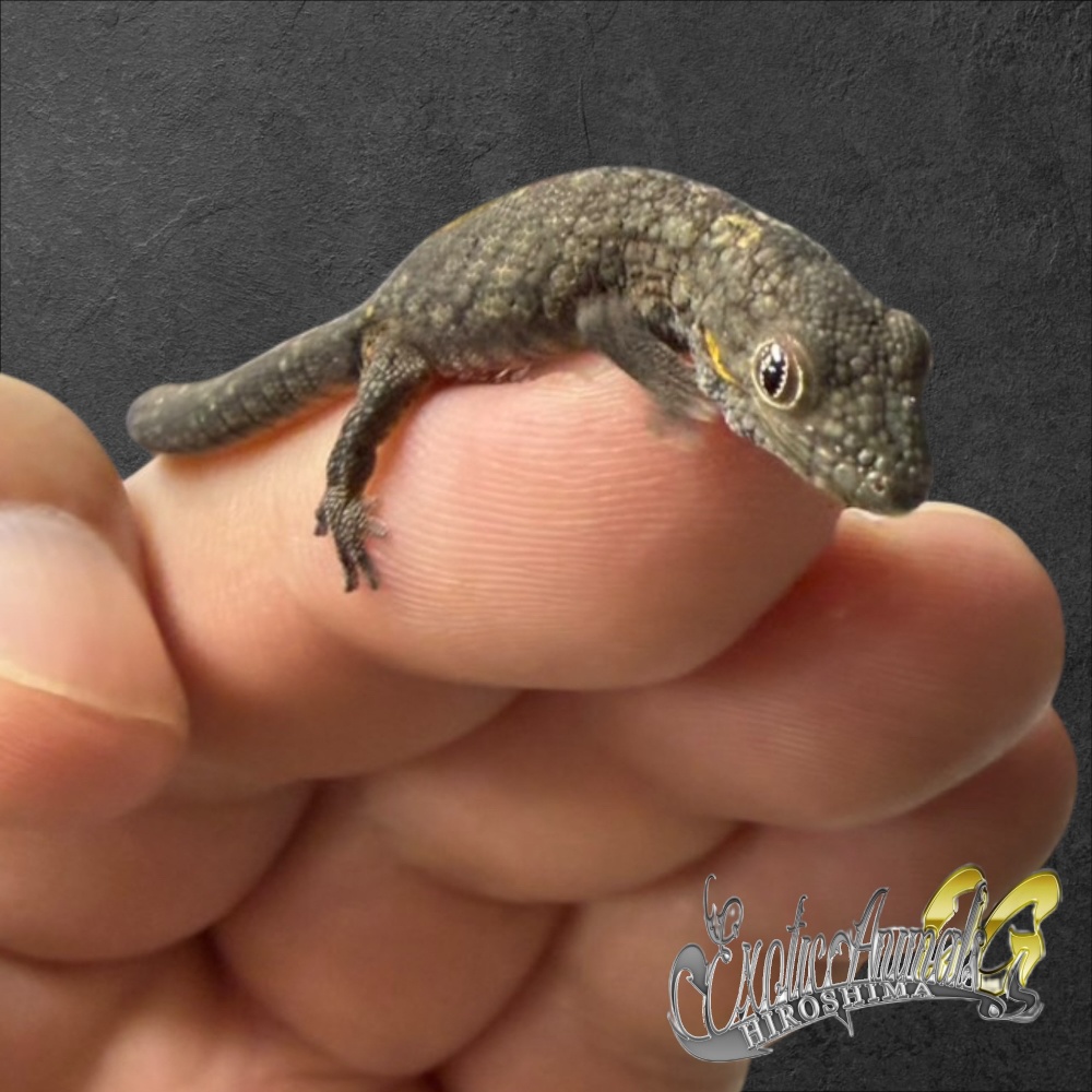 アグリコラクチサケヤモリ 