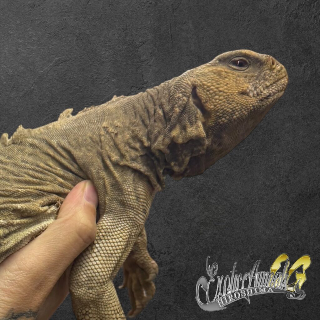 エジプトトゲオアガマ 