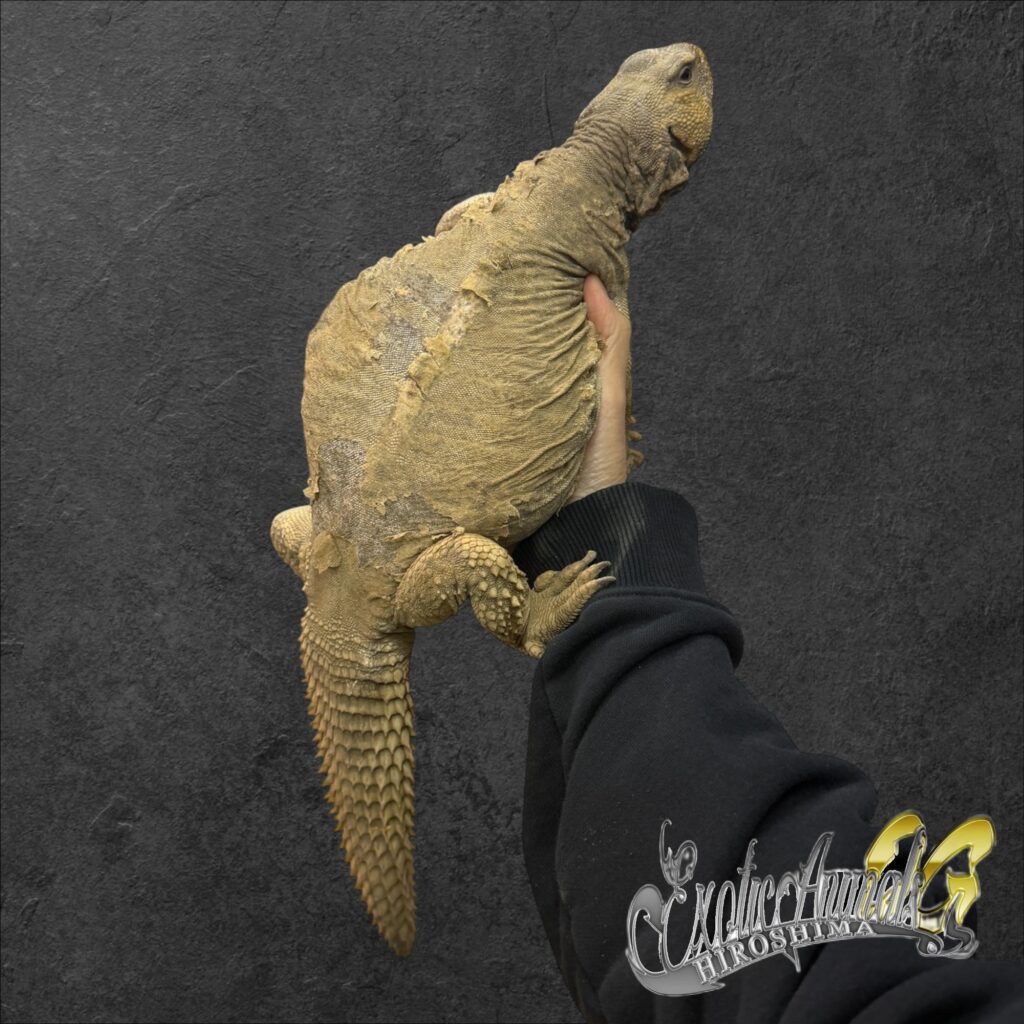 エジプトトゲオアガマ