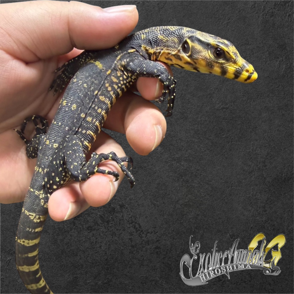 カミンギーモニター 