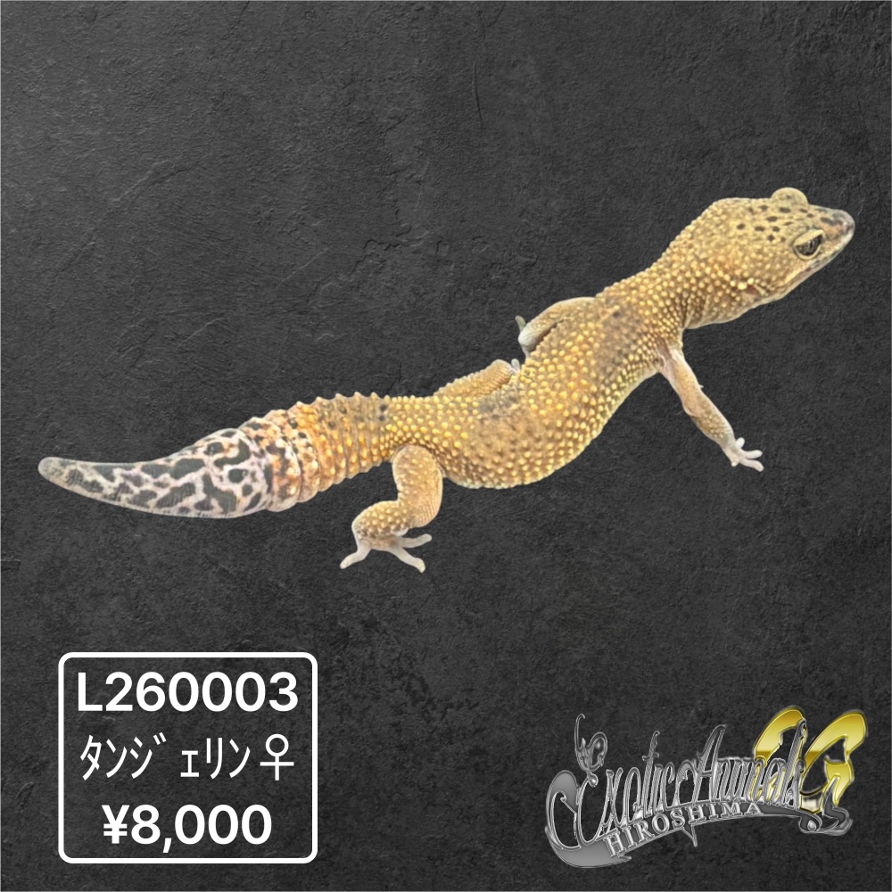 ヒョウモントカゲモドキ 【L260003】タンジェリン