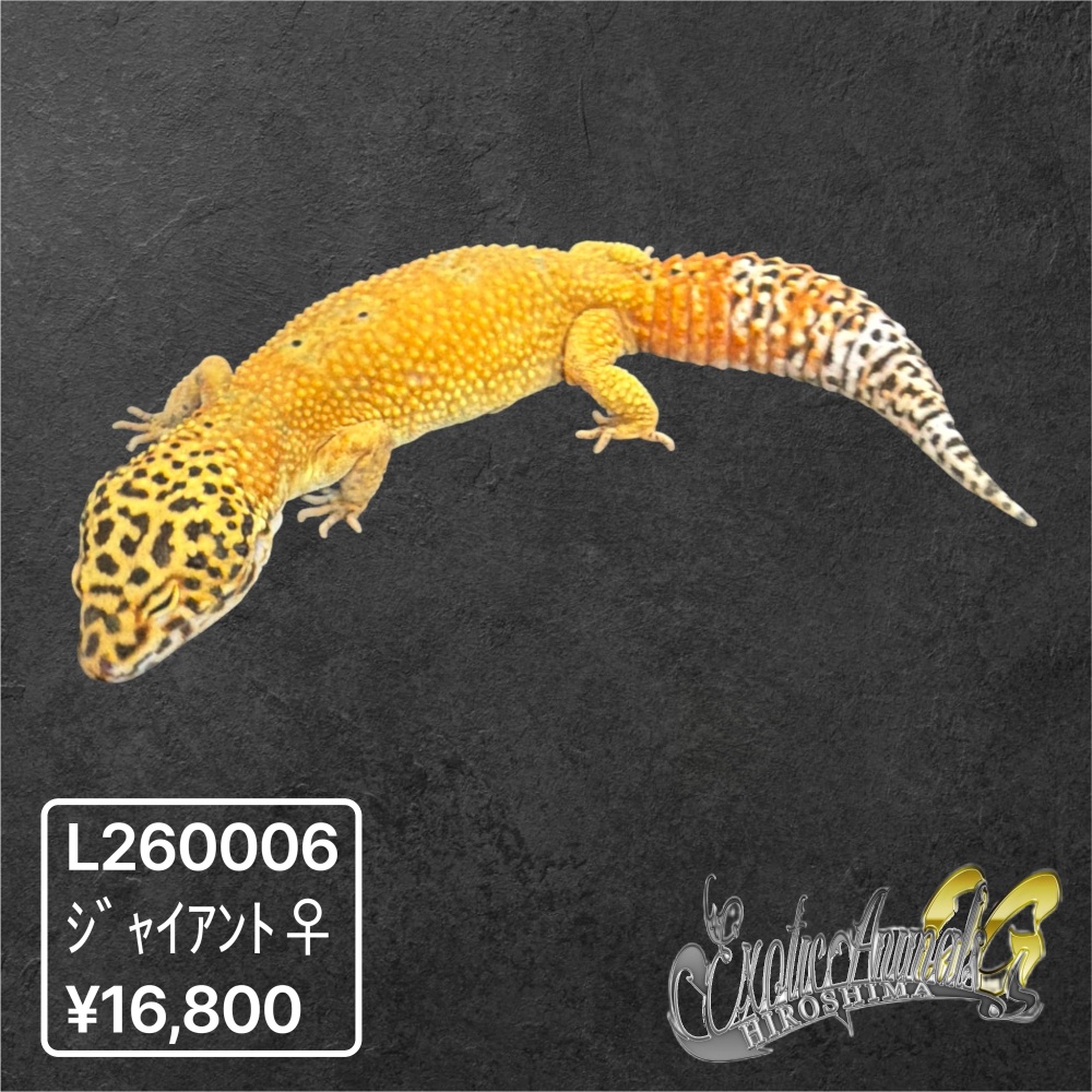 ヒョウモントカゲモドキ 【L260006】ジャイアント