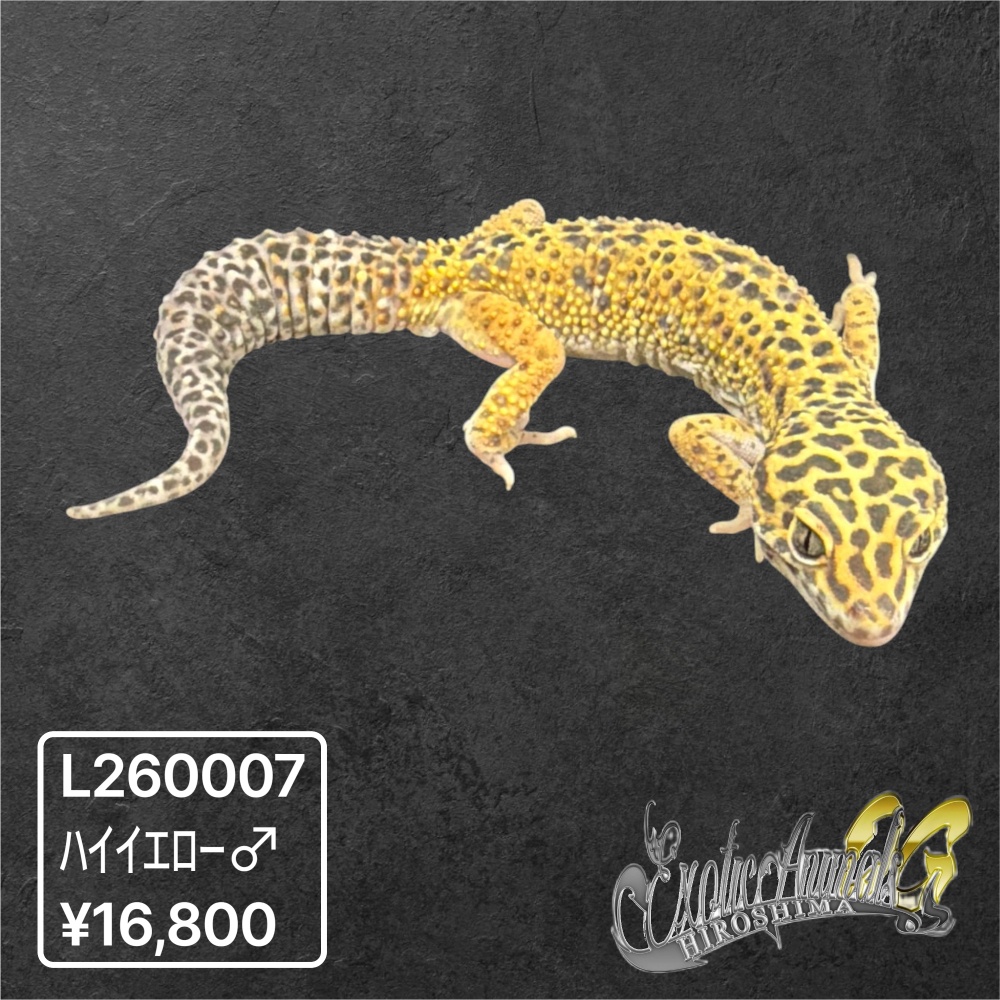 ヒョウモントカゲモドキ 【L260007】ハイイエロー