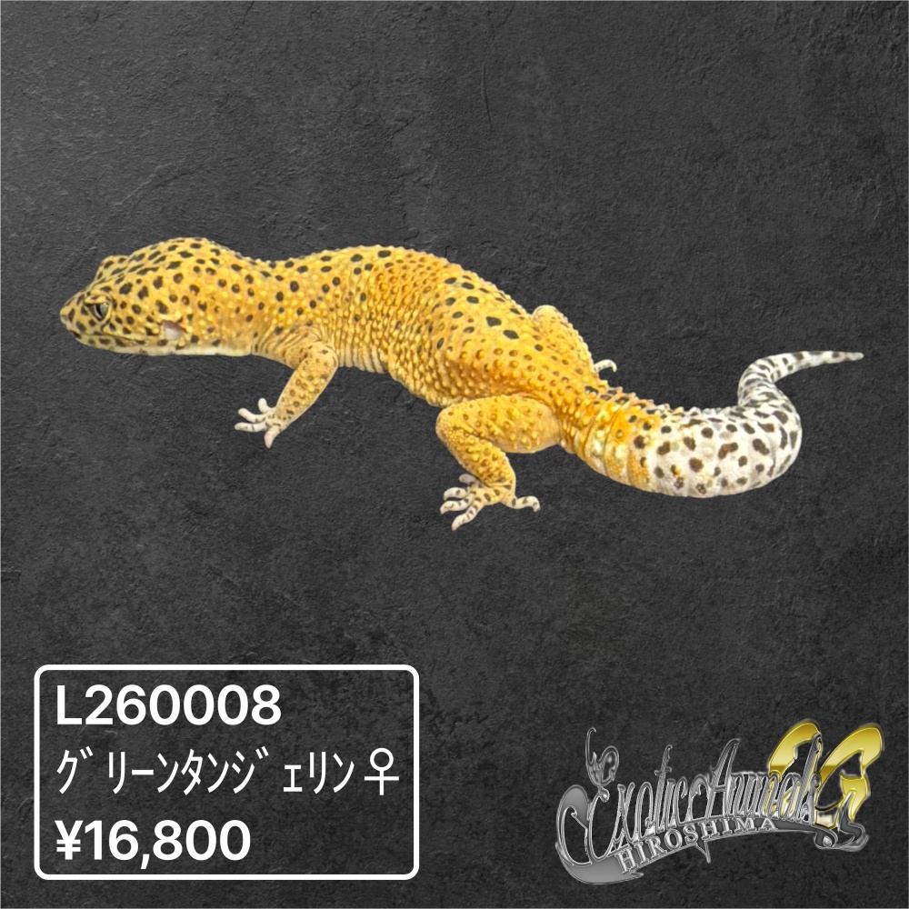 ヒョウモントカゲモドキ 【L260008】グリーンタンジェリン