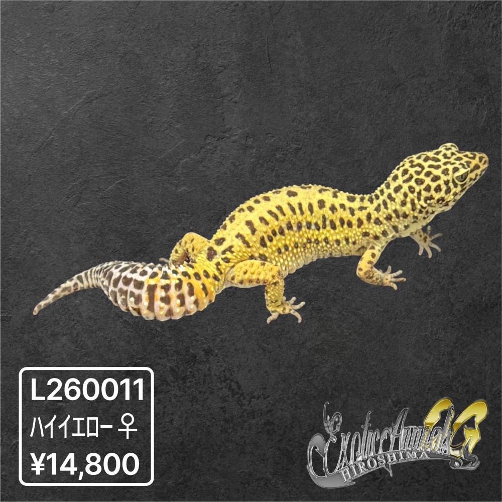 ヒョウモントカゲモドキ 【L260011】ハイイエロー