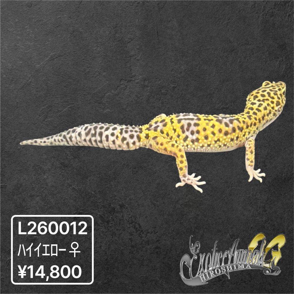 ヒョウモントカゲモドキ 【L260012】ハイイエロー