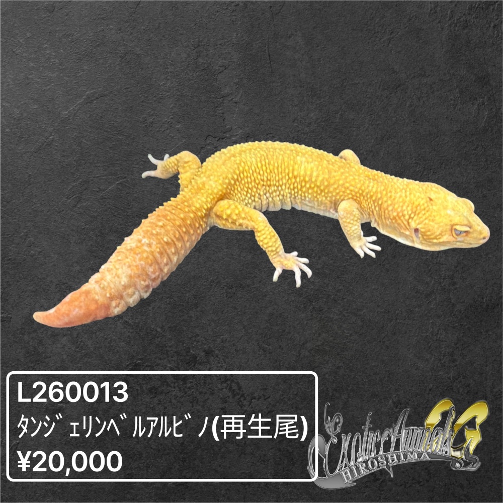 ヒョウモントカゲモドキ 【L260013】タンジェリンベル（再生尾）