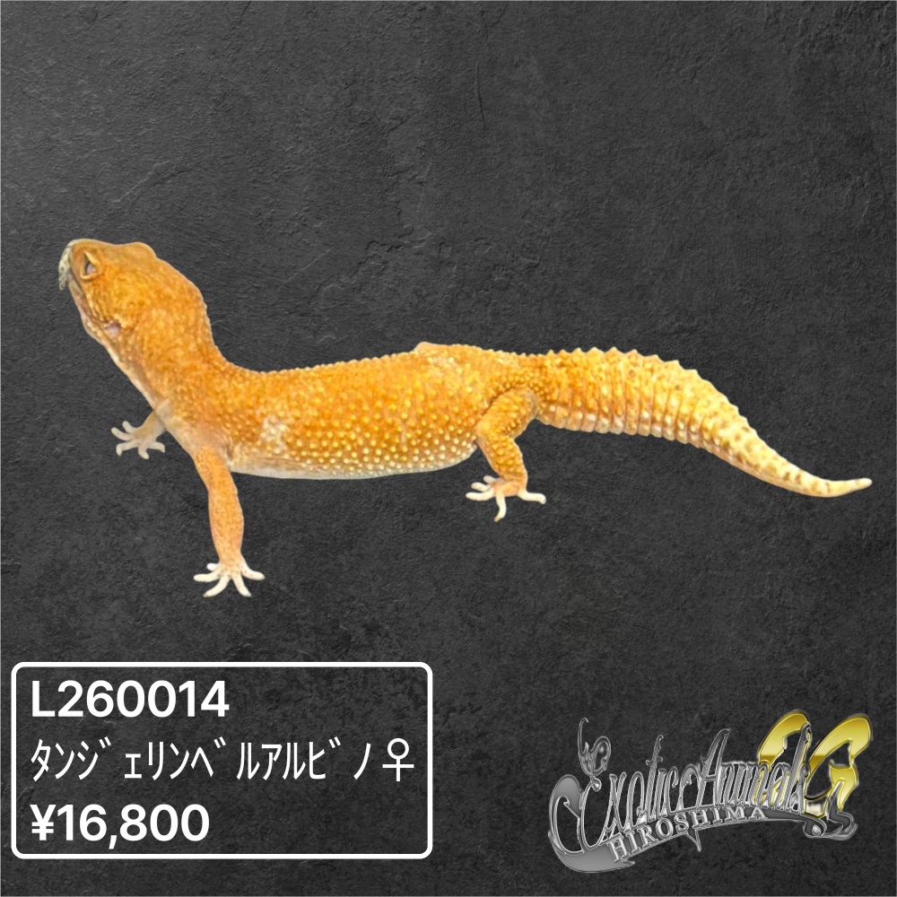 ヒョウモントカゲモドキ 【L260014】タンジェリンベル