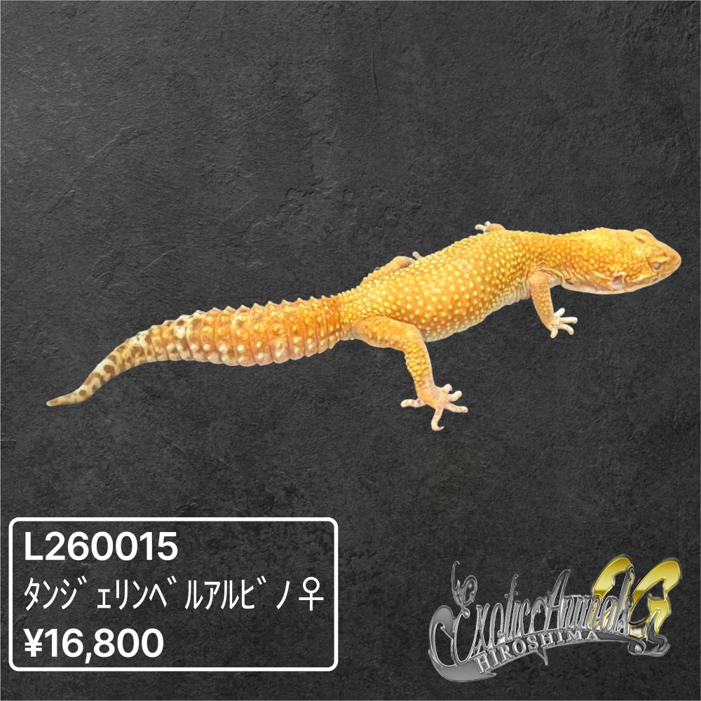 ヒョウモントカゲモドキ 【L260015】タンジェリンベル