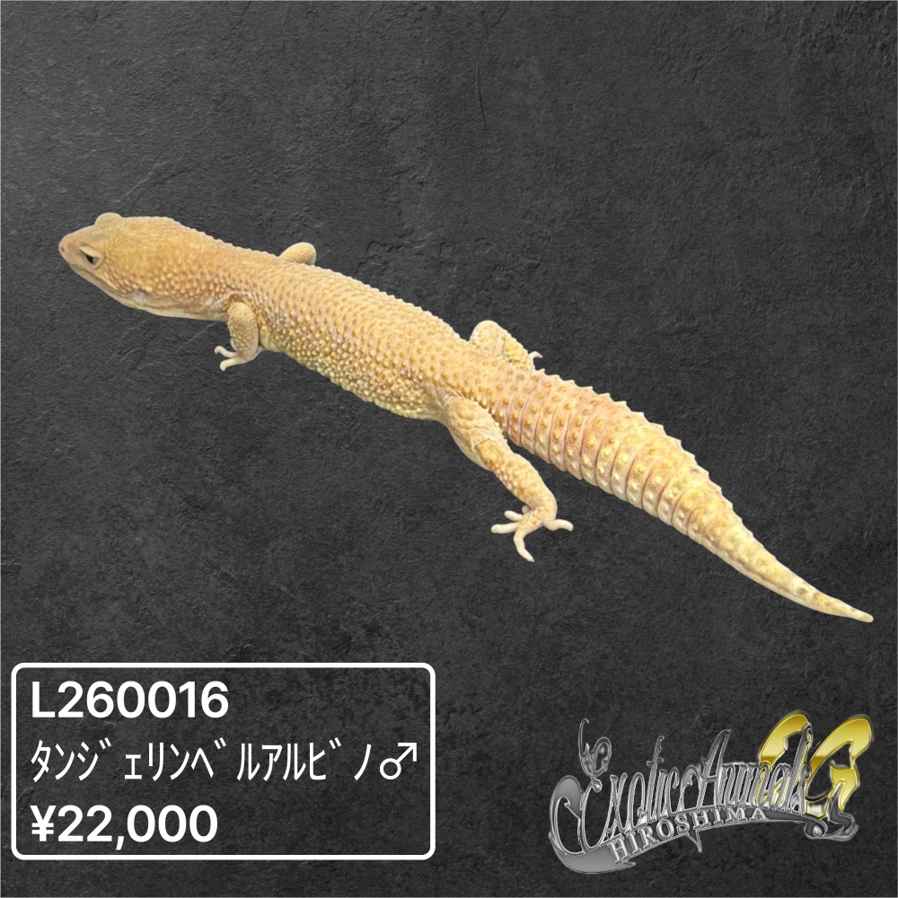 ヒョウモントカゲモドキ 【L260016】タンジェリンベル