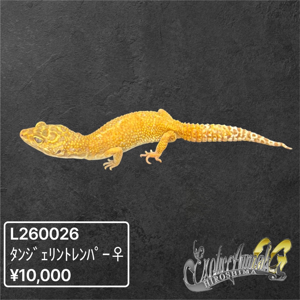 ヒョウモントカゲモドキ 【L260026】タンジェリントレンパー