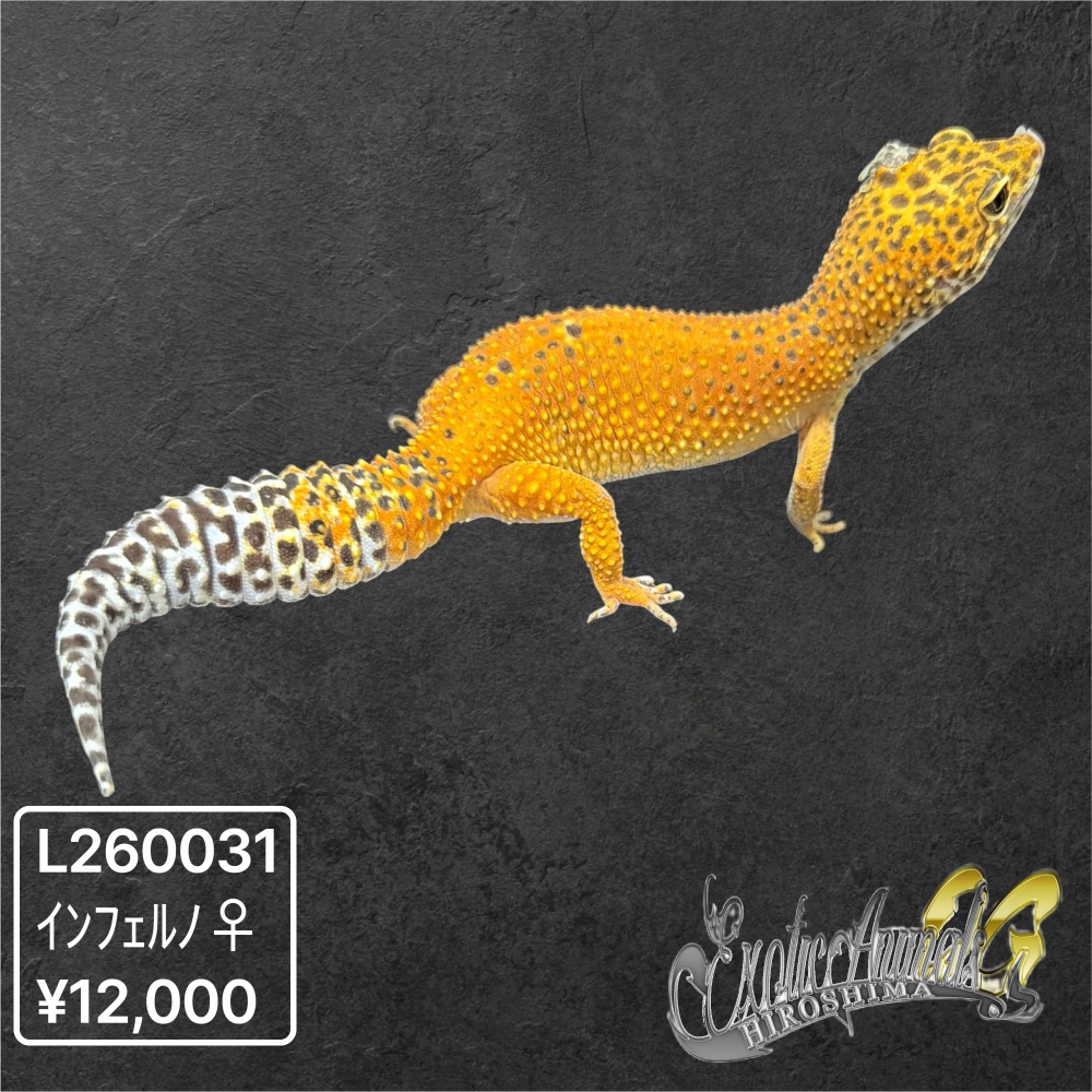 ヒョウモントカゲモドキ 【L260031】インフェルノ