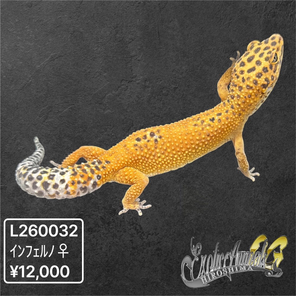 ヒョウモントカゲモドキ 【L260032】インフェルノ