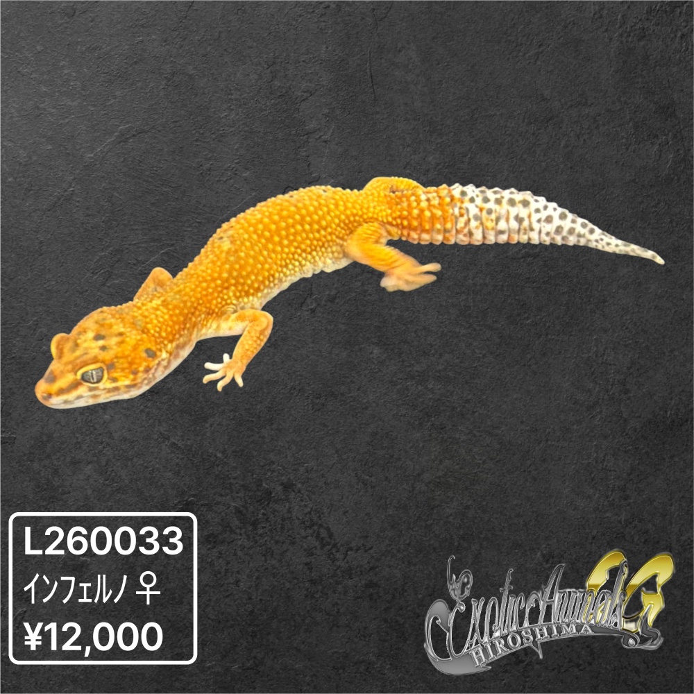 ヒョウモントカゲモドキ 【L260033】インフェルノ