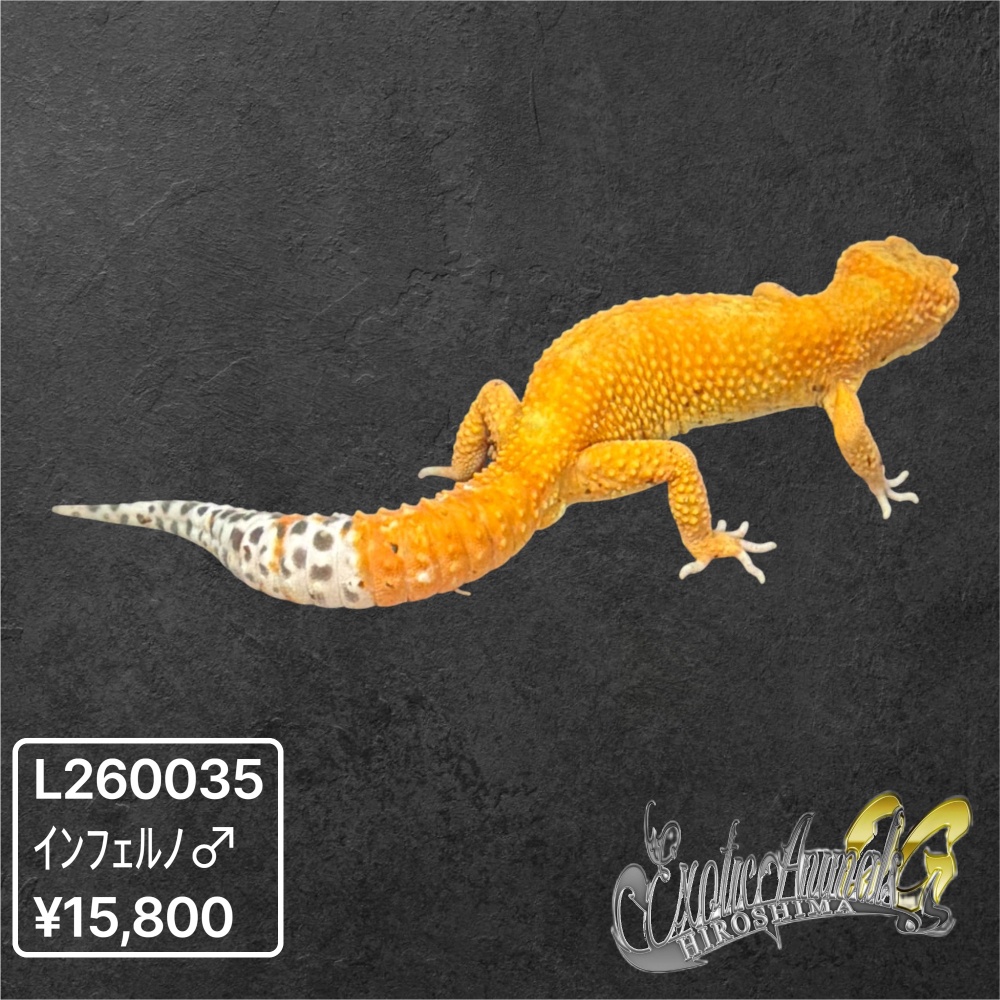 ヒョウモントカゲモドキ 【L260035】インフェルノ