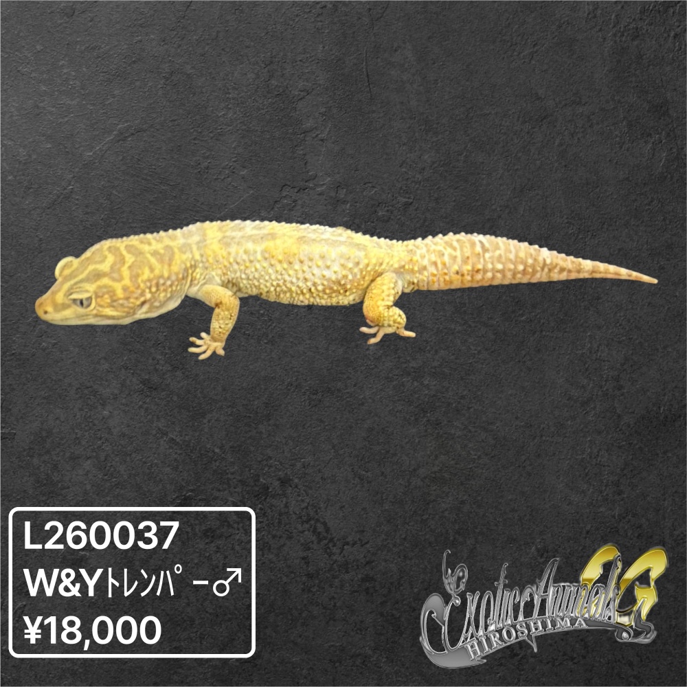 ヒョウモントカゲモドキ 【L260037】W&Yトレンパー