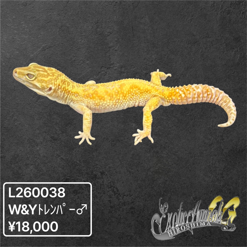 ヒョウモントカゲモドキ 【L260038】W&Yトレンパー