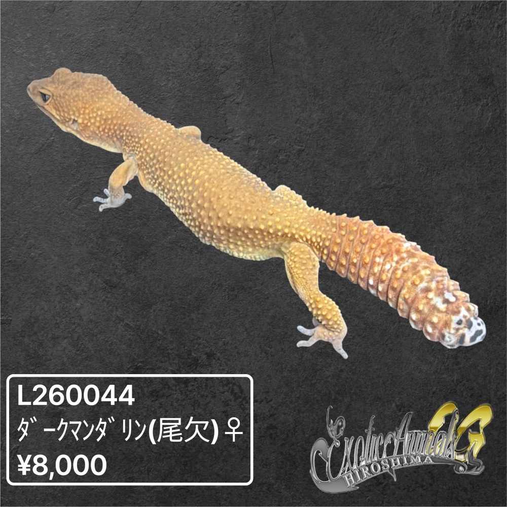 ヒョウモントカゲモドキ 【L260044】ダークマンダリン（尾欠け）