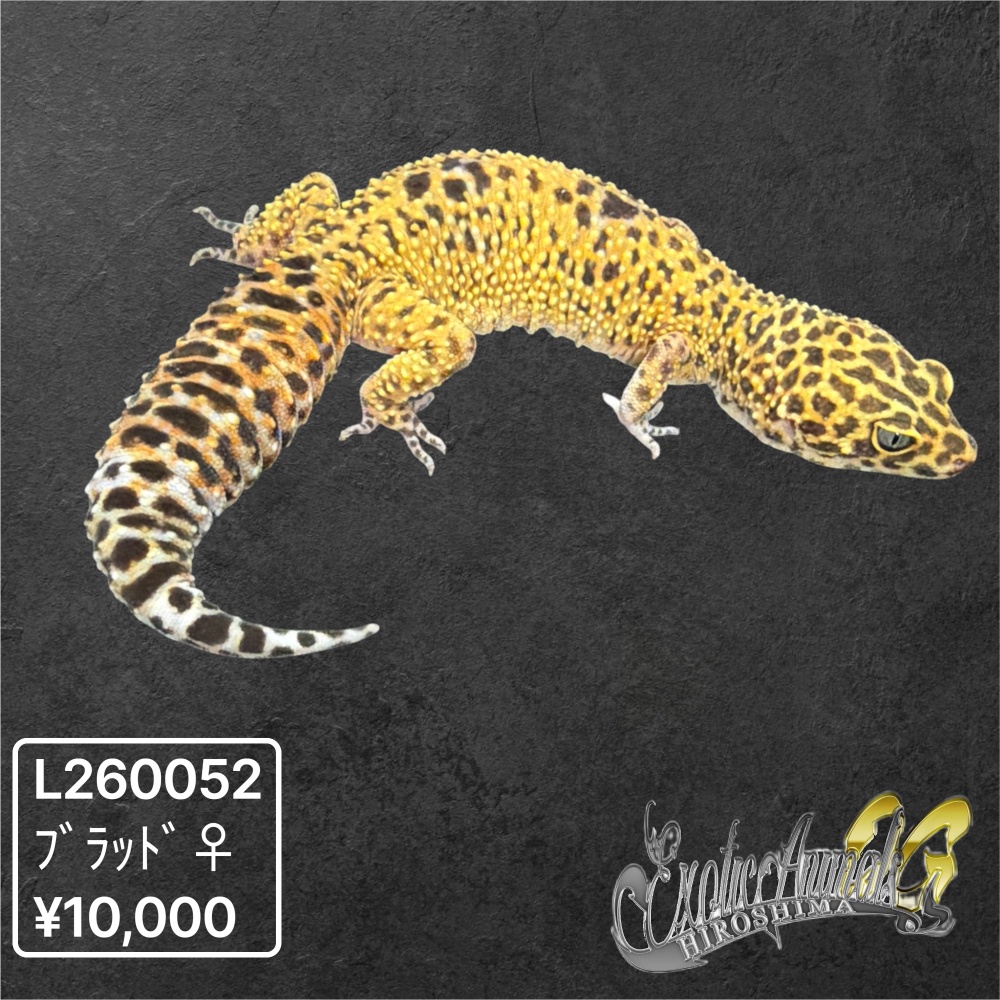 ヒョウモントカゲモドキ 【L260052】ブラッド